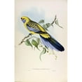thumbnail image 3 of Gould, John 10x14 Black Modern Framed Museum Art Print Titled - Yellow Rumped Parakeet, 3 of 5