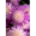 thumbnail image 6 of 500 MIXED SWEET SULTAN Imperialis Mix Amberboa Moschata Centaurea Flower Seeds - Pink, Rose, Lilac, Purple, Mauve, White, & Yellow, 6 of 11