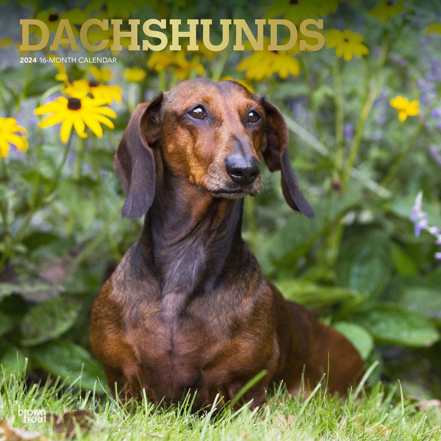 BrownTrout Dachshunds 2024 12x24 Inch Square Wall Calendar, 9781975462550