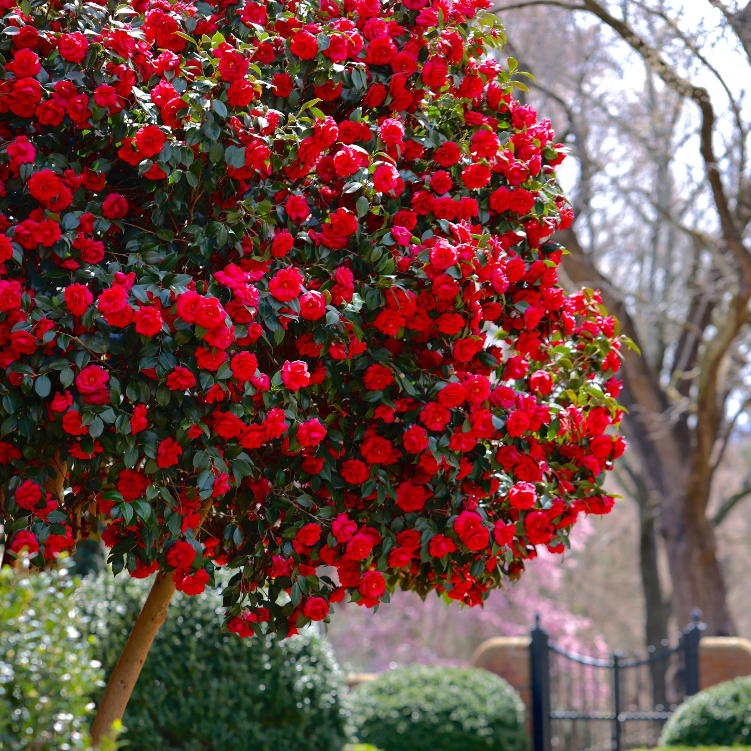 National Plant Network 3 gal. Camellia Kramer Supreme Live Shrub