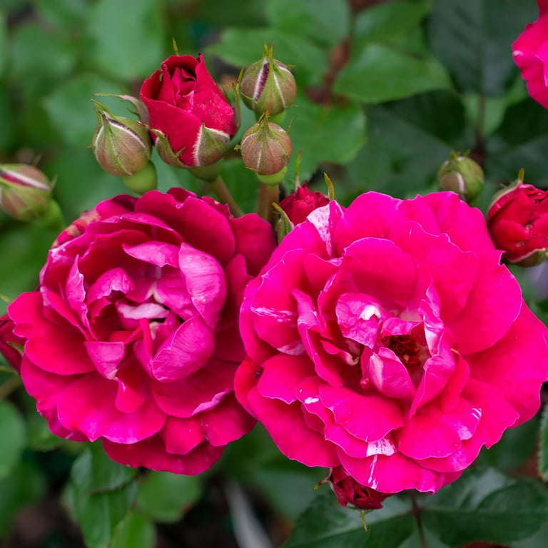 スカート MILK Garden Rose SK Deluxe & Princess Garden Roses - Mayra's Bridal Pink | Hope