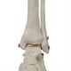 thumbnail image 2 of Modelo de Articulación del Pie, Modelo de Anatomía , Tamaño Natural, Modelo de Anatomía del Pie, Equipo de Enseñanza del Modelo de Esqueleto Humano, 2 of 5