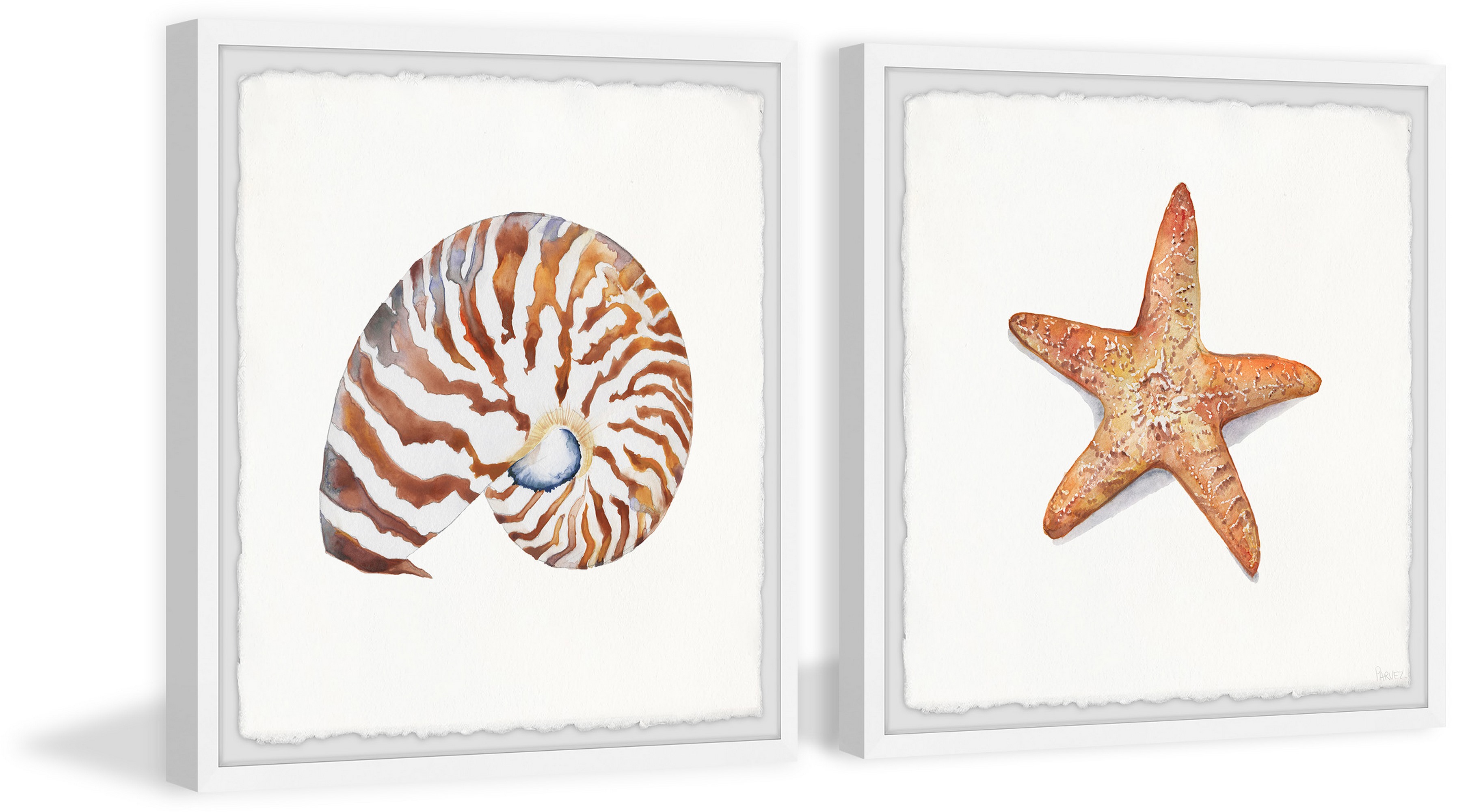 Parvez Taj Starry Shell Diptych