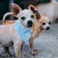 thumbnail image 2 of Shisuyan Dog Collar Bandana Sky-Blue 1Set M, 2 of 9