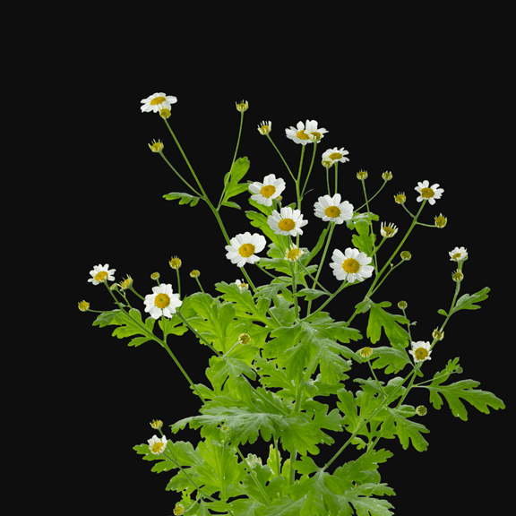 Organic Feverfew (Tanacetum parthenium) 150 Seeds (0.1 g)-Altamiza, Bachelor's Buttons, Maids Manzanilla, by Smoke Camp Crafts