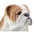 thumbnail image 5 of Ebros Life Sized Realistic English Bulldog Statue 14.5 inch Garden Statue, 5 of 5