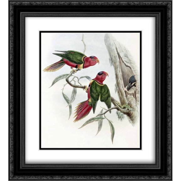 Duchess of Connaughts Parakeet 2x Matted 20x22 Black Ornate Framed Art Print by Glover, John