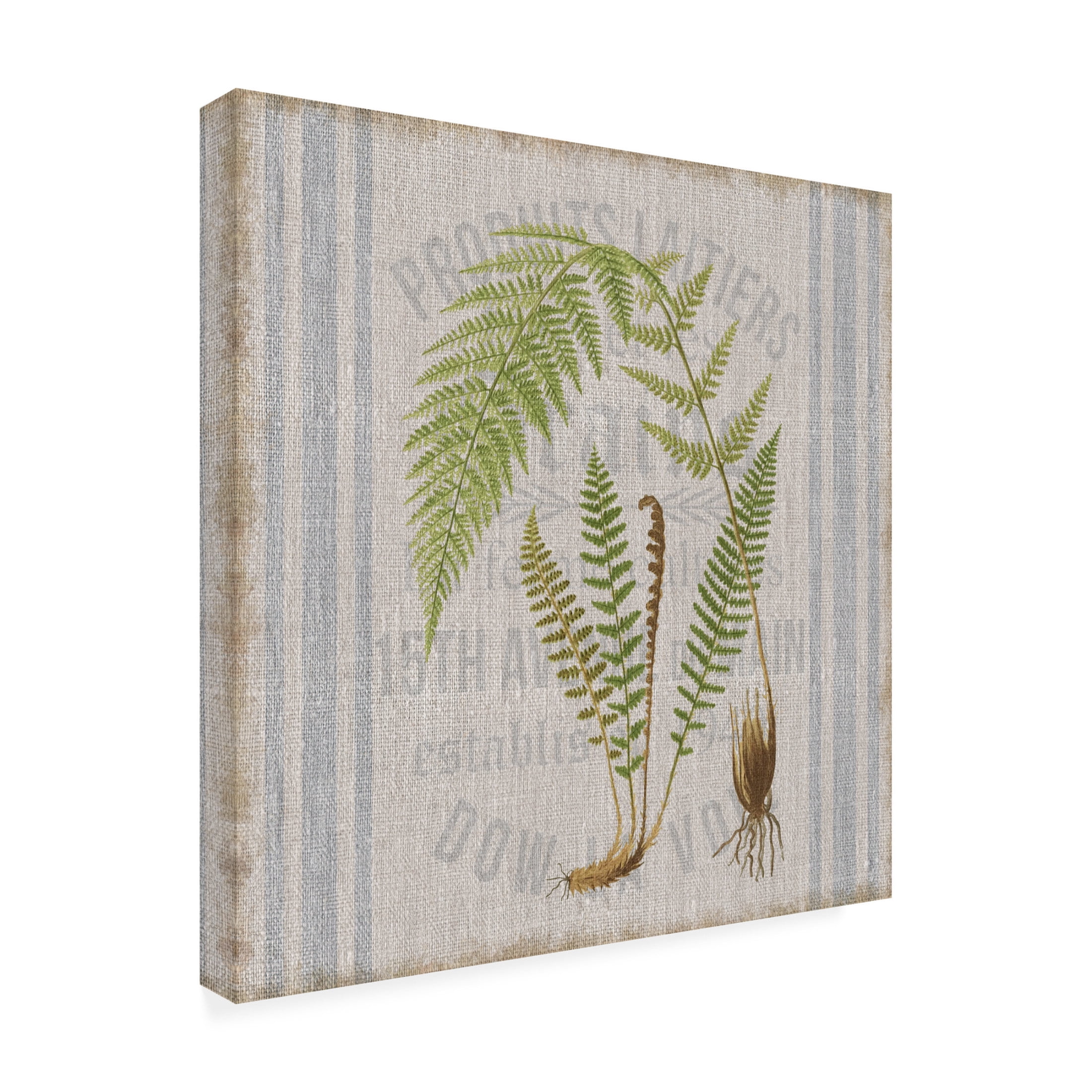 Canvas Wall Art - Cora Niele 'Fern On Flour Sack 03' Wall Art for Living Room, Bedroom, or Office Décor by Trademark Fine Art - 35 x 35 Inches