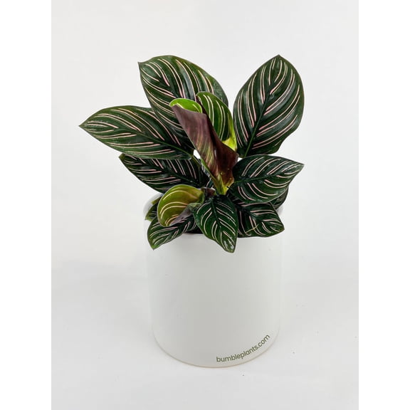 Bumble Plants Calathea Ornata (Pinstripe Calathea) - Full Live Colorful Houseplant in Nursery Pot, Easy Care, Indoor Plant for Beginners