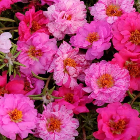 Drought Tolerant Portulaca Pink Passion Groundcover Plant Seed Mix - 500 Seeds