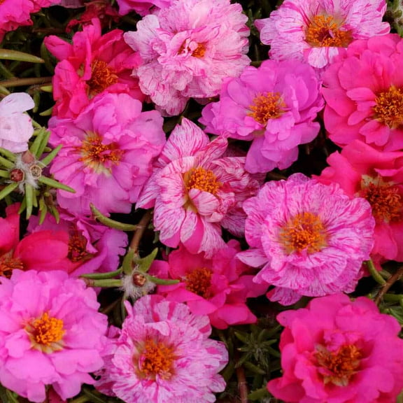 Drought Tolerant Portulaca Pink Passion Groundcover Plant Seed Mix - 500 Seeds