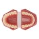thumbnail image 5 of Modelo de diente de 28 dientes Modelo de ortodoncia dental Material de estudio y enseñanza Demostración dental, 5 of 15