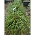 thumbnail image 5 of RedCrocus Whipcord Arborvitae Live Plant - Thuja plicata 'Whipcord' Evergreen Conifer, Mounding Fountain Form for Landscape or Containers  3 Gallon Nursery Pot, 5 of 12