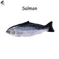 thumbnail image 3 of PULLIMORE Catnip Fish Plush 3D Fish Pillow Toys for Cat Kitten Chewing (Salmon), 3 of 9