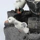 thumbnail image 2 of Garden Animal Statue Fountain Solar Led Light Garden Art Deco Outdoor Garden SculptureB, 2 of 5