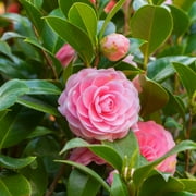 Camellia sasanqua 'Shi Shi Gashira'