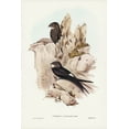 thumbnail image 2 of Gould, John 17x24 Black Ornate Wood Framed with Double Matting Museum Art Print Titled - Australian Swift-Cypselus Australis, 2 of 4