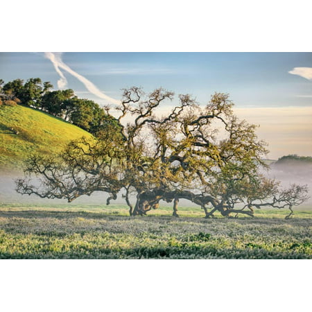 Elegant Oak and Mist, Petaluma Trees, Sonoma County, Bay Area Print Wall Art By Vincent (Best Trees For Bay Area)