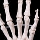 thumbnail image 3 of Hand Joint Anatomical Skeleton Model Human Medical Anatomy Study Tool Life Size, 3 of 5