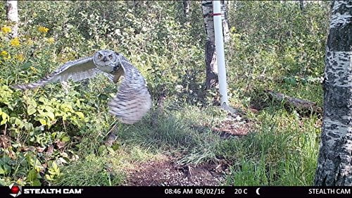 Stealth Cam STCXV4 XV4 Night Imaging Trail Camera 22 MP