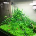 thumbnail image 4 of Costyle Aquarium Artificial Green Water Grass Plant Lawn Fish Tank Decor, 4 of 5
