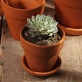 thumbnail image 4 of 10PCS Terracotta Pots Small Plant Pots Succulent Planters with Drainage Hole, 4 of 10