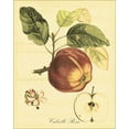 thumbnail image 2 of Vision Studio 15x18 Gold Ornate Wood Framed with Double Matting Museum Art Print Titled - Petite Tuscan Fruits I, 2 of 4