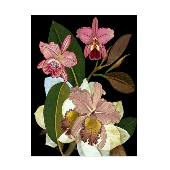 Trademark Fine Art giovanna nicolo  Orchids for Phyllis Botanical Canvas Wall Art