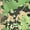 Green, variant on Xfvqtps Womens Light Jacket Sun Protection Cooling Ice Silk Hoodie Full Zip Camouflage Shirts with Thumb Hole for UV Outdoor Hiking Running Blue