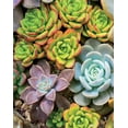thumbnail image 3 of Ceaco Succulents 300 Piece Interlocking Jigsaw Puzzle, 3 of 8