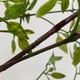 thumbnail image 3 of Planta Artificial Planta Verde Nandina Simulación Planta Rama Decoración Del Hogar, 3 of 8