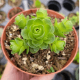 thumbnail image 4 of Greenovia Dodrentalis Mountain Rose [Dormant in Summer] Succulent Live Plant 2 Inch for Indoor Outdoor Home Office Garden Decor, 4 of 6