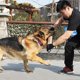 thumbnail image 4 of Juguete de yute para tirar de la cuerda, ideal para entrenar cachorros y jugar de forma interactiva., 4 of 5