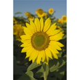 thumbnail image 1 of Sunflower Poster Print, Large - 22 x 34, 1 of 1