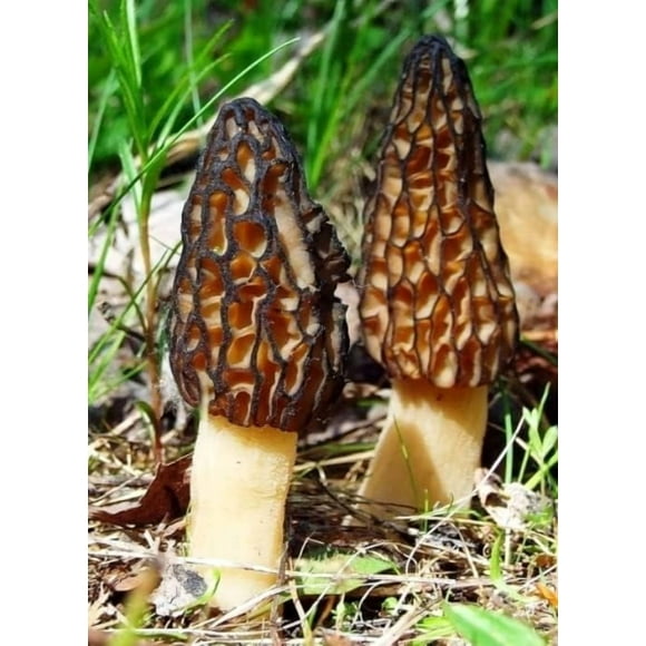 HIGHGW Spores Black Morel Mushroom Mycelium Spawn Dried Seeds Kit for Planting