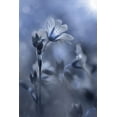 thumbnail image 2 of Deiter, Lori 17x24 White Modern Wood Framed Museum Art Print Titled - Blue and White Flowers I, 2 of 4