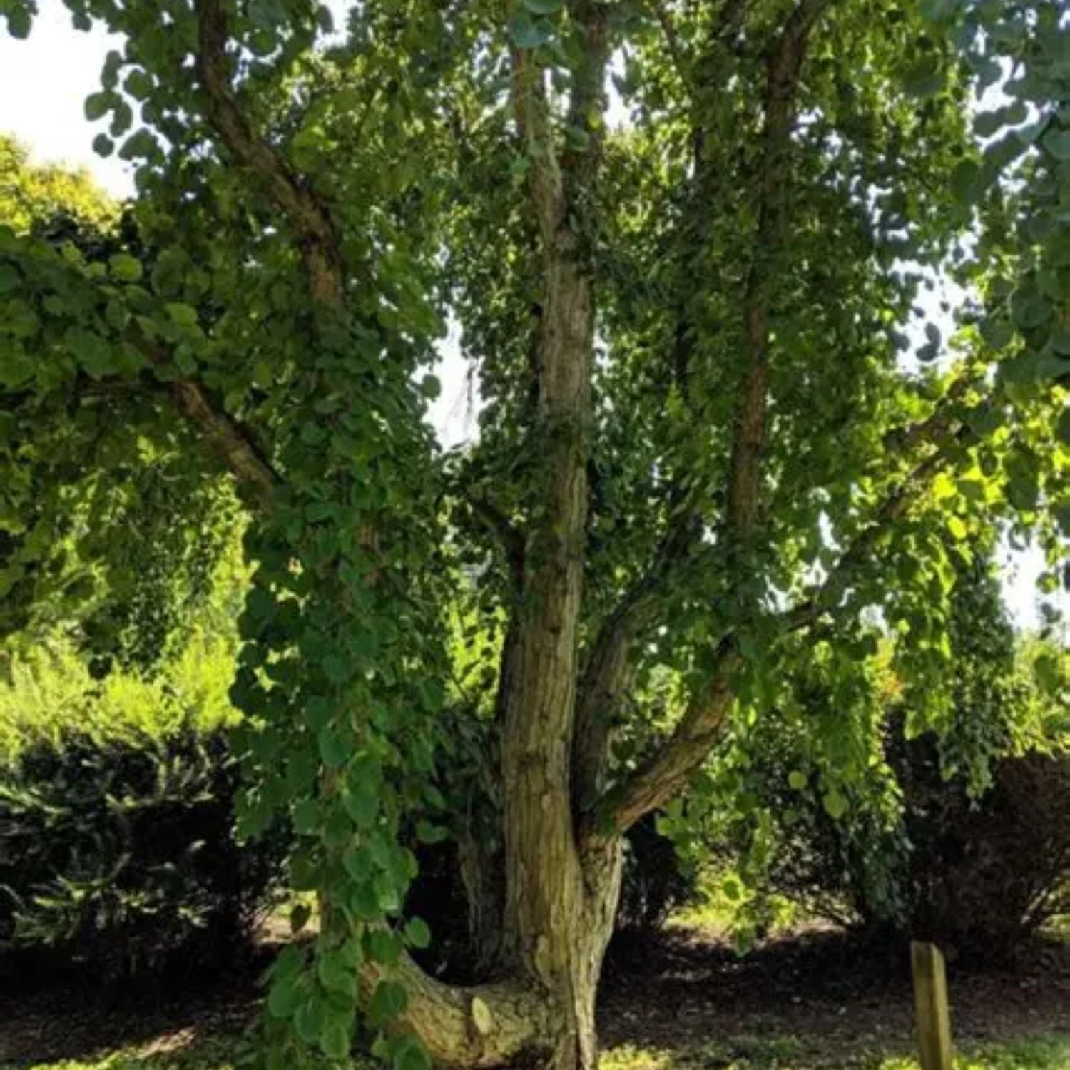 Expert Gardener 4-5' Katsura Morioka Weeping in 2 gal. Grower Pot