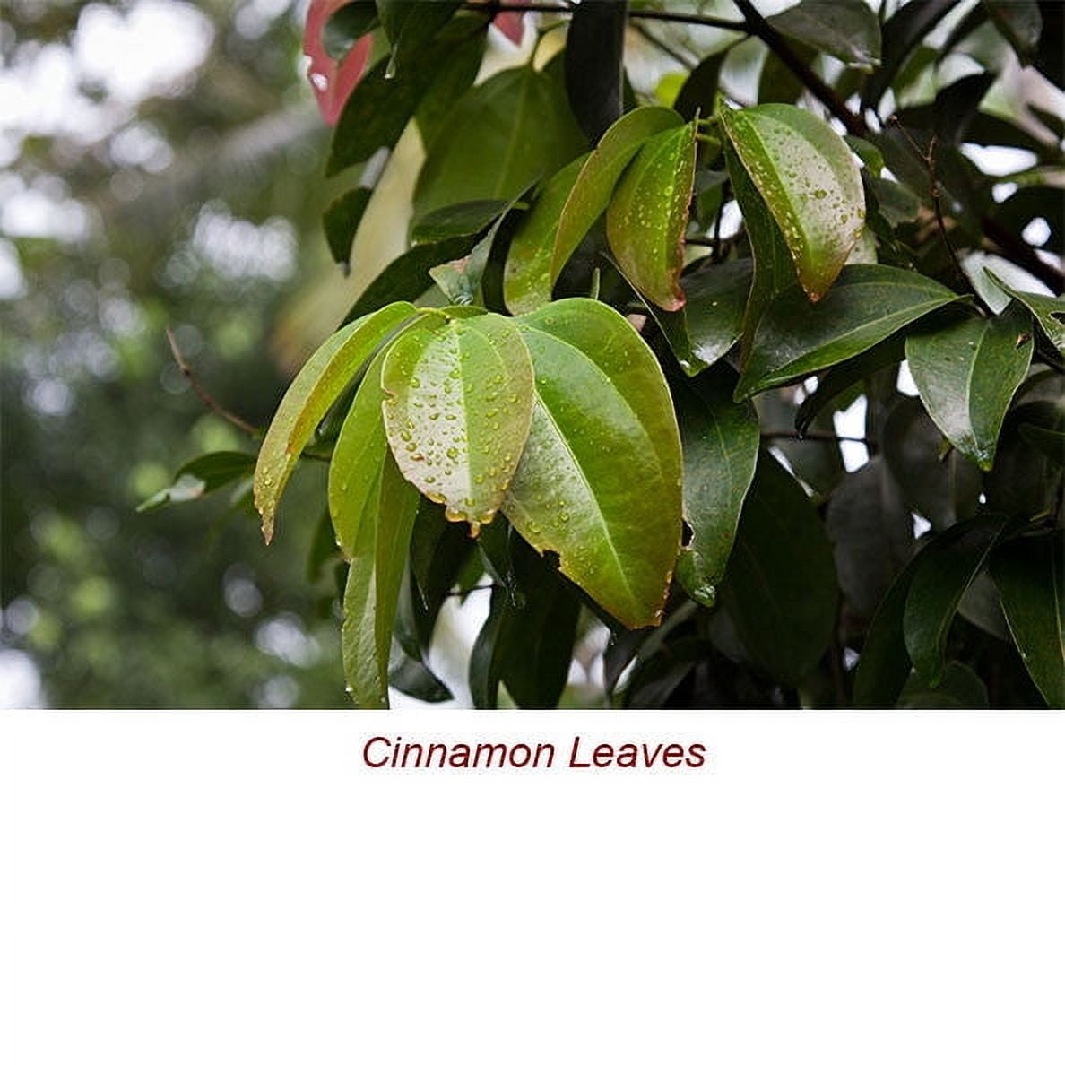 Cinnamon Leaf Organic Essential Oil 15 ml (1/2 fl oz) - 100% Pure and Natural by Silky Scents