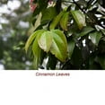 thumbnail image 2 of Cinnamon Leaf Organic Essential Oil 10 ml (1/3 fl oz) - 100% Pure and Natural by Silky Scents, 2 of 5