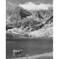 thumbnail image 2 of Mule deer standing at the lakeside Maroon Bells Colorado USA Poster Print, 2 of 4