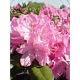 thumbnail image 2 of English Roseum Rhododendron, 2 of 3