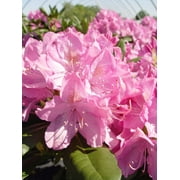 English Roseum Rhododendron