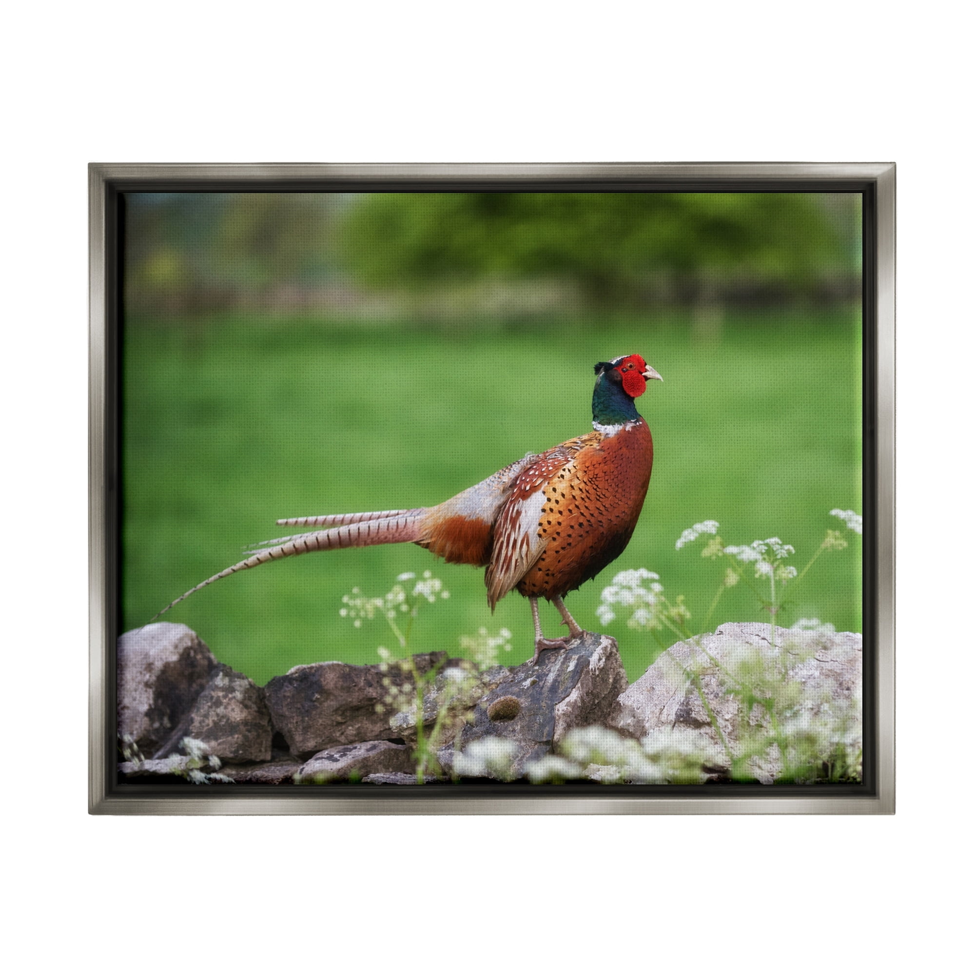 Stupell Industries Pheasant Strolling Lush Grassland Rural Nature Landscape Photograph Luster Gray Floating Framed Canvas Print Wall Art, Design by James Dobson