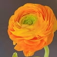 thumbnail image 1 of HJADGG Ranunculus Bare Roots for Planting Canada, Perennial Flower Ranunculus, Easy to Grow, Ranunculus Bare Roots for Spring and Autumn Planting Home Garden Indoor and Outdoor(Orange,20 Pack), 1 of 6
