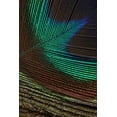 thumbnail image 2 of Vision Studio 23x32 Black Ornate Wood Framed with Double Matting Museum Art Print Titled - Peacock Feathers I, 2 of 4
