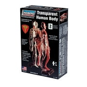 Lindberg Transparent Visible Human Body 1/6 Scale Plastic Model Kit