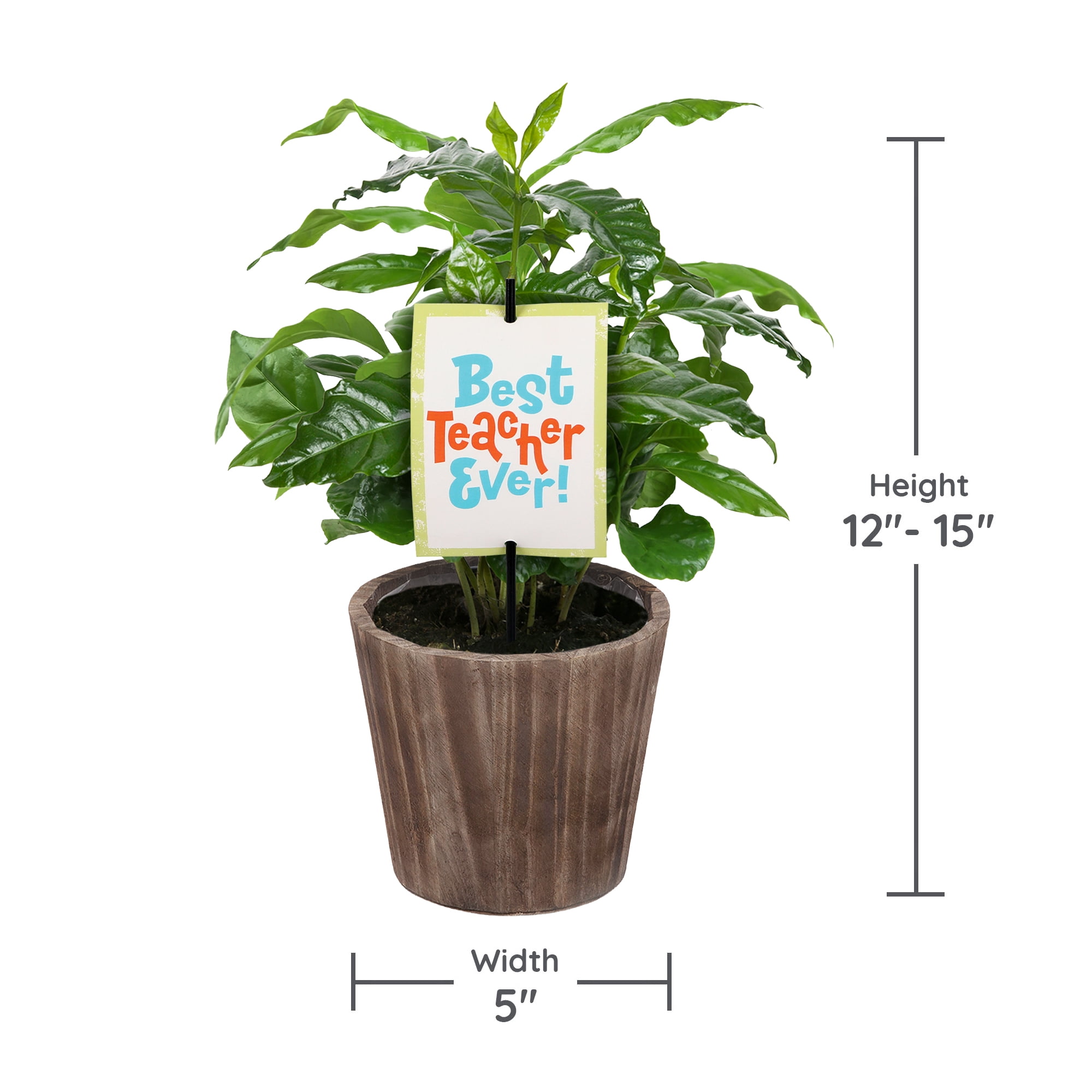 5" Coffee Plant in Wilson Brown Planter – Best Teacher Ever
