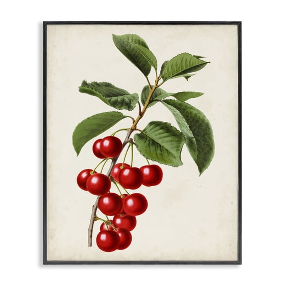 Stupell Industries Victorian Vintage Fruit Cherry Black Framed Giclee Art, 16 x 20, by Vision Studio