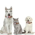 thumbnail image 5 of Soporte para collar de perro Airtag [paquete de 2] Soporte protector de silicona impermeable para collar de gato Airtag, MFZFUKR CPB-US-YY29-3, 5 of 5
