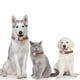 thumbnail image 5 of Soporte de collar de perro Airtag [2 paquetes] silicona impermeable protectora cubierta de collar de gato Airtag,, 5 of 5